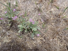 Erodium moschatum