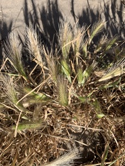 Hordeum marinum