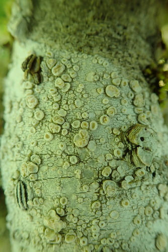 Ochrolechia subathallina