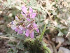 Erodium moschatum