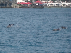 Delphinus delphis ponticus