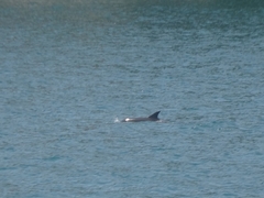 Delphinus delphis ponticus