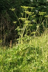 Heracleum sphondylium sibiricum