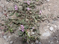 Erodium moschatum