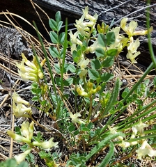Astragalus beckwithii