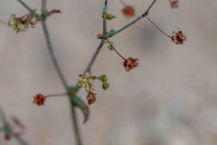 Eriogonum maculatum