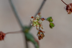 Eriogonum maculatum