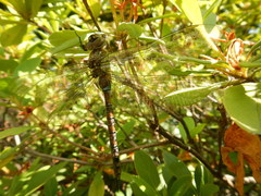 Rhionaeschna jalapensis