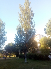 Populus alba