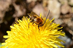 Eucera