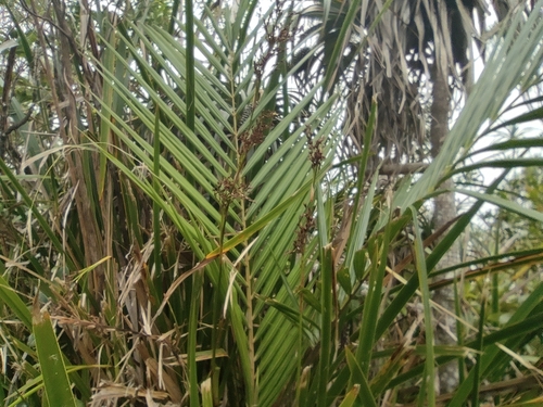 Image of Acanthophoenix crinita by (c) Augustin Soulard, some rights reserved (CC BY)