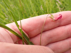 Lathyrus nissolia