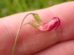 Lathyrus nissolia