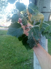 Populus alba