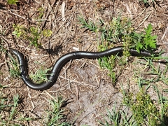 Ophisaurus ventralis