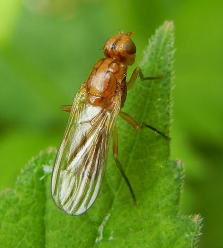 Psila merdaria