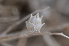 Procecidochares kristineae