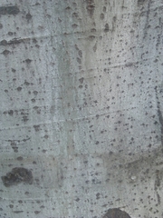 Populus alba