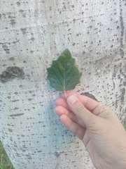 Populus alba