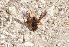Rhodanthidium