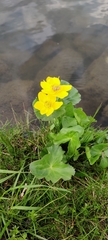Caltha palustris