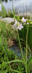 Cardamine pratensis