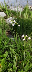 Cardamine pratensis