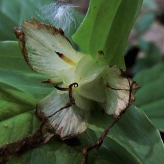 Trillium grandiflorum