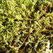 California Pseudobraunia Moss - Photo (c) Andrew Simon, some rights reserved (CC BY-NC), uploaded by Andrew Simon