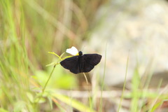 Ephyriades arcas