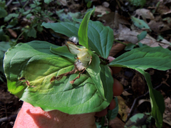 Trillium grandiflorum