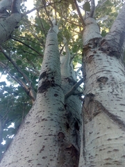 Populus alba