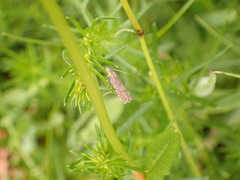 Dichrorampha plumbagana