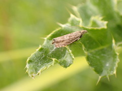 Dichrorampha plumbagana