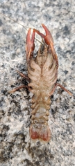 Astacus astacus