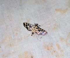 Rhimphalea heranialis