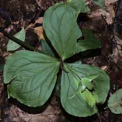 Trillium grandiflorum