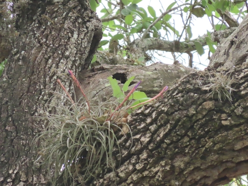 Image of Tillandsia baileyi by (c) Suanne Pyle, some rights reserved (CC BY)