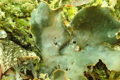 Peltigera scabrosa