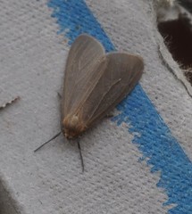 Pagara simplex