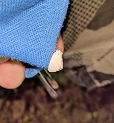 Niphopyralis