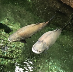 Colossoma macropomum