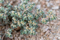 Euphorbia vallis-mortae