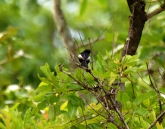 Melaniparus guineensis