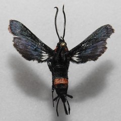 Sannina uroceriformis