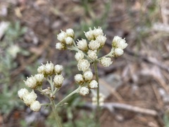 Antennaria argentea