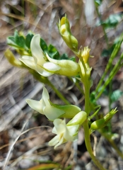 Astragalus beckwithii