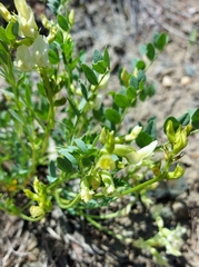 Astragalus beckwithii
