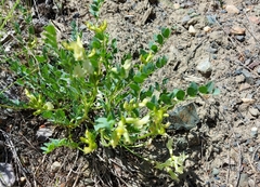 Astragalus beckwithii