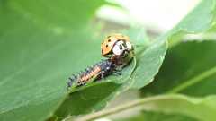 Dinocampus coccinellae paralysis virus